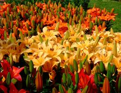 -Lilien in voller Pracht-