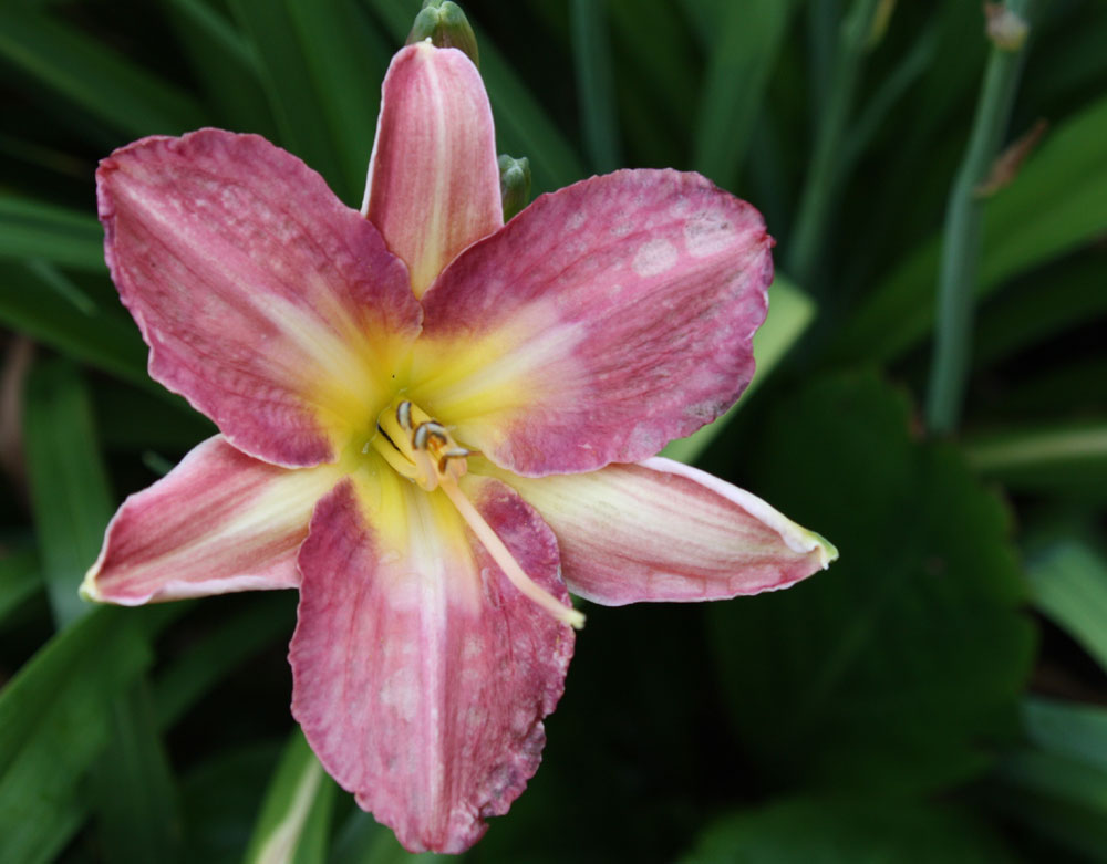 Lilien leicht vom Regen gezeichnet