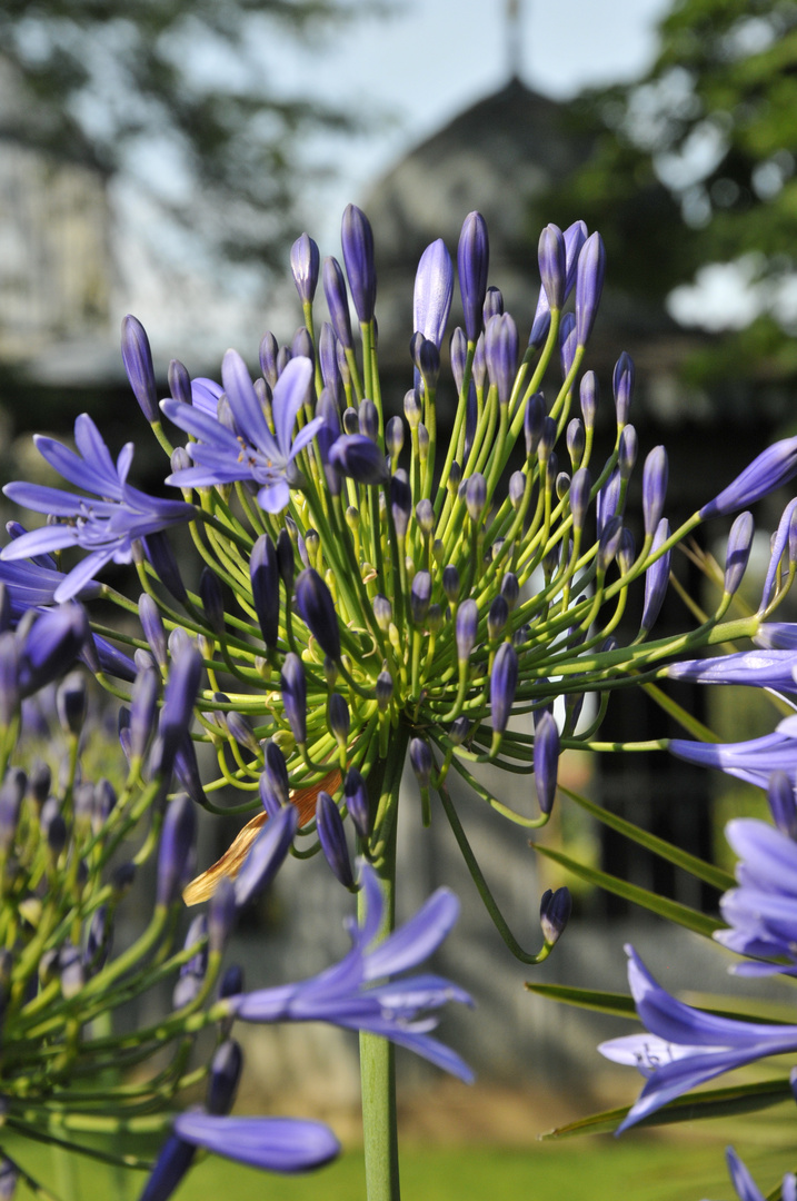 LilienLila Foto & Bild pflanzen, pilze & flechten, blüten