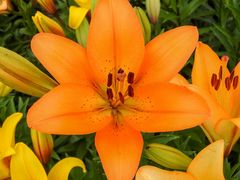 Lilien Liliaceae