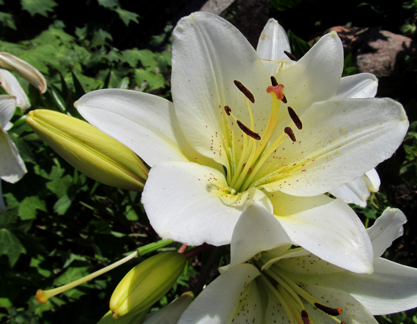 Lilien ( Lilium ) ...