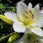 Lilien ( Lilium ) ...