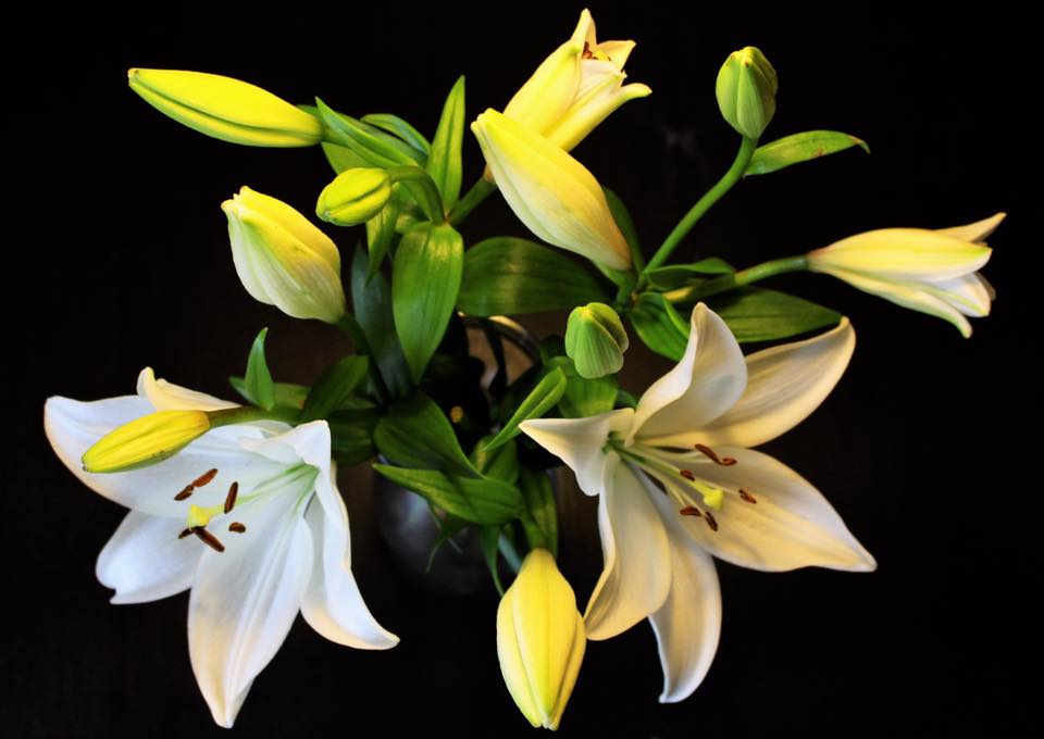 Lilien (Lilium)