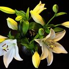 Lilien (Lilium)