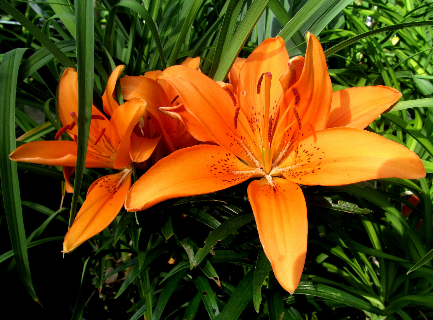 Lilien ( Lilium ) ...