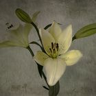 Lilien (Lilium)