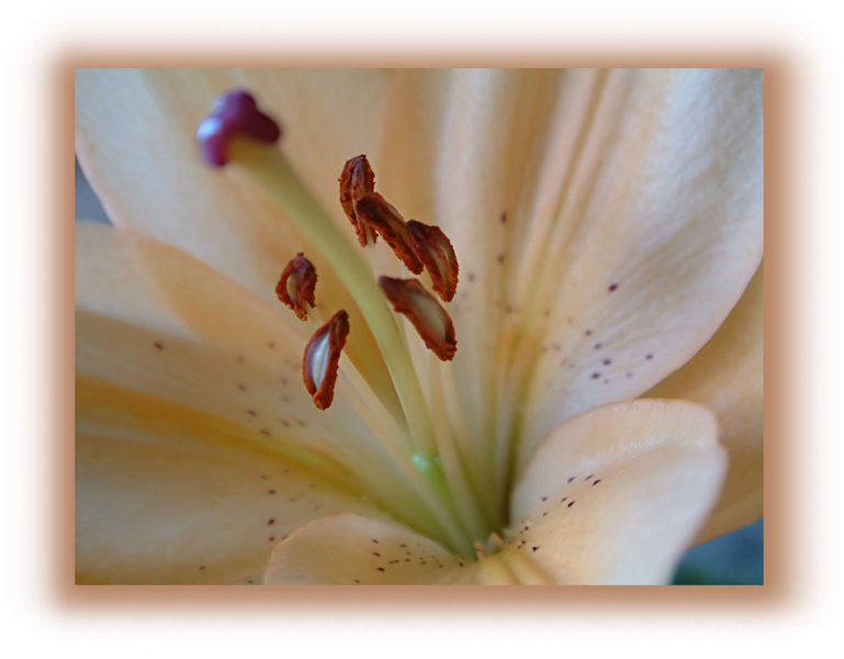 Lilien-Makro