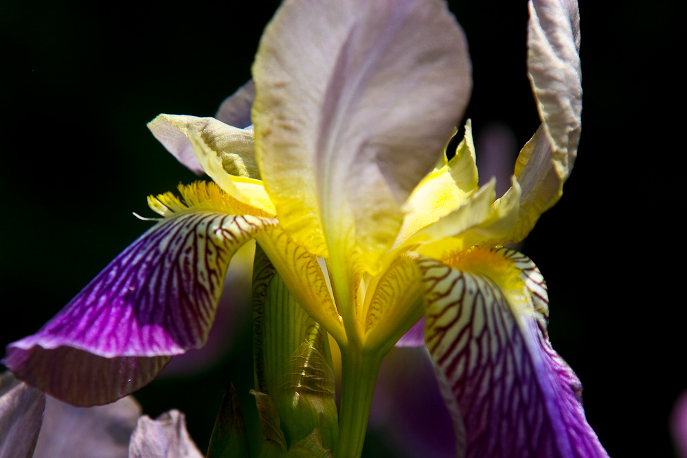 Lilien, Makroaufnahme (2)