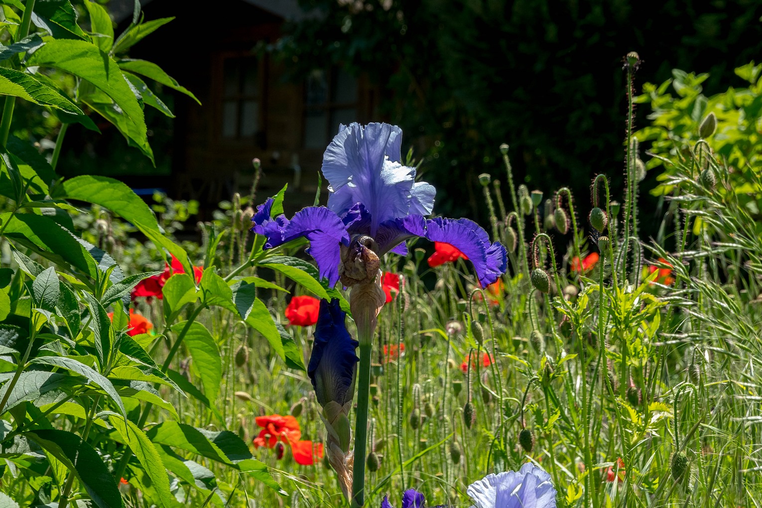 Lilien & Mohn