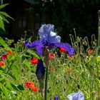 Lilien & Mohn