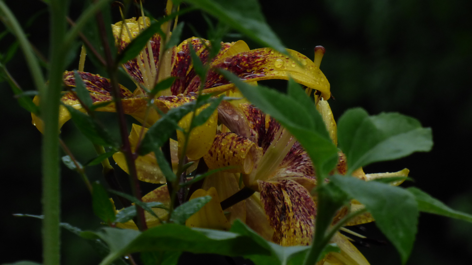 Lilien nach dem Regen