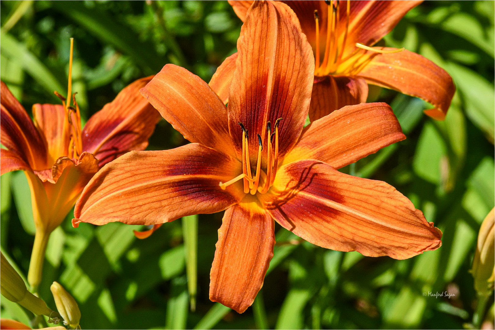 Lilien sind mit ihren anmutigen Blüten an Schönheit kaum zu überbieten…. 