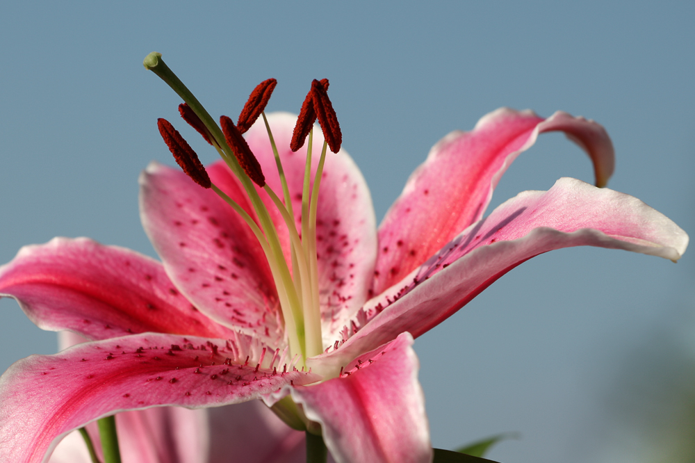 Lilien sollen dir Freude bringen. wenn im Sommer die Vögel singen.