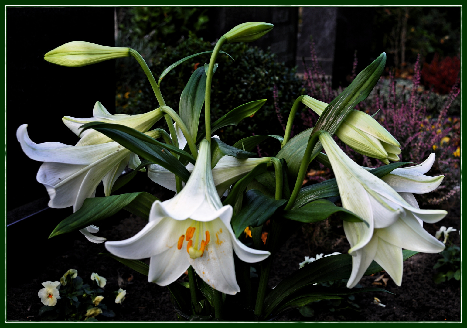 Lilien sprechen