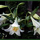 Lilien sprechen