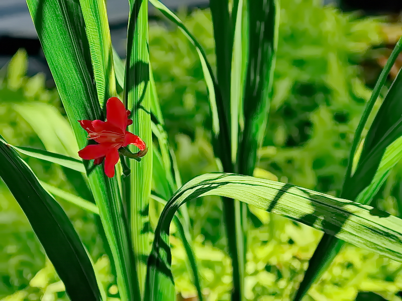 Lilien-Teich in Mecklenburg...