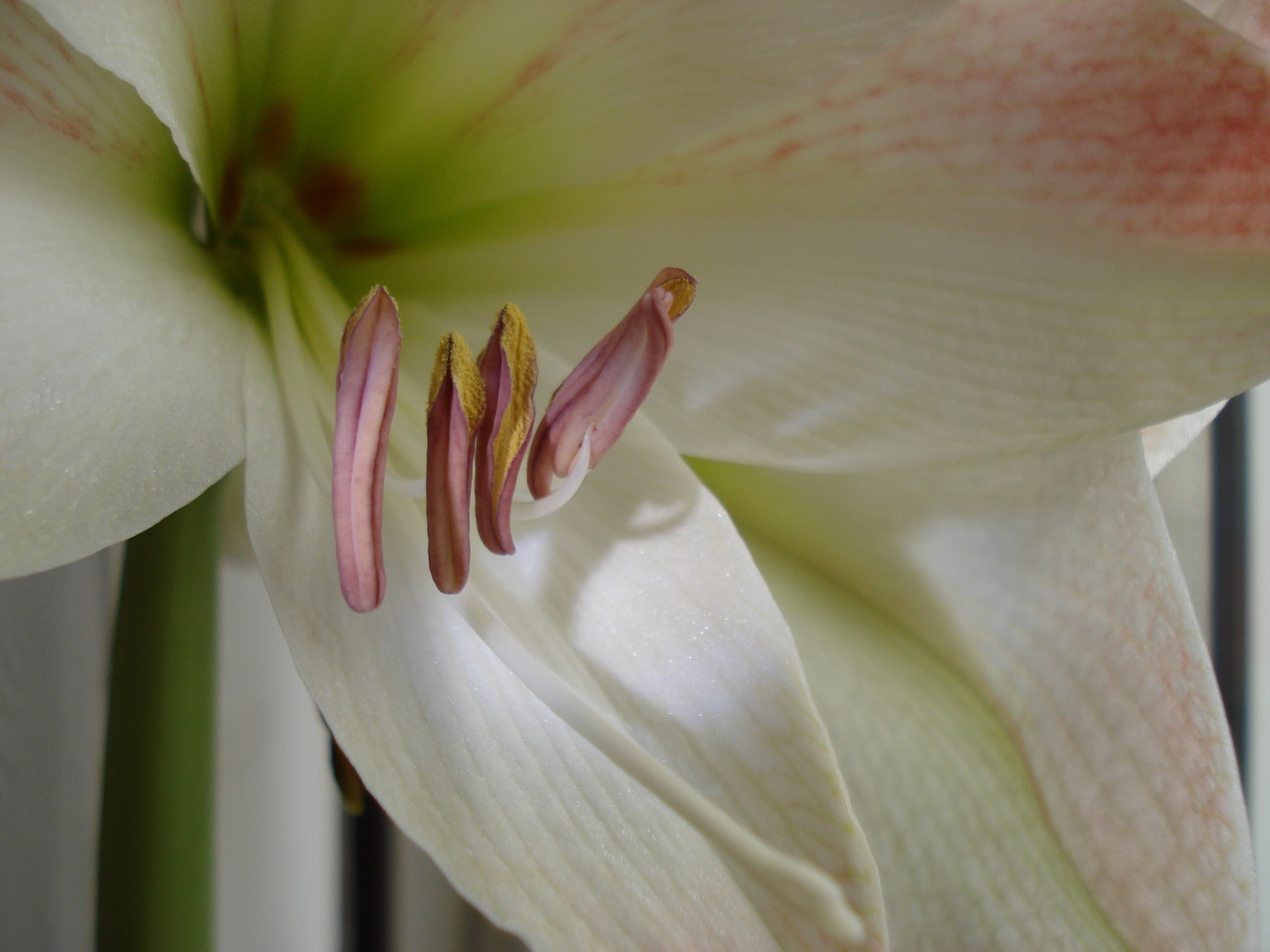 Lilien und ihre Pollen.