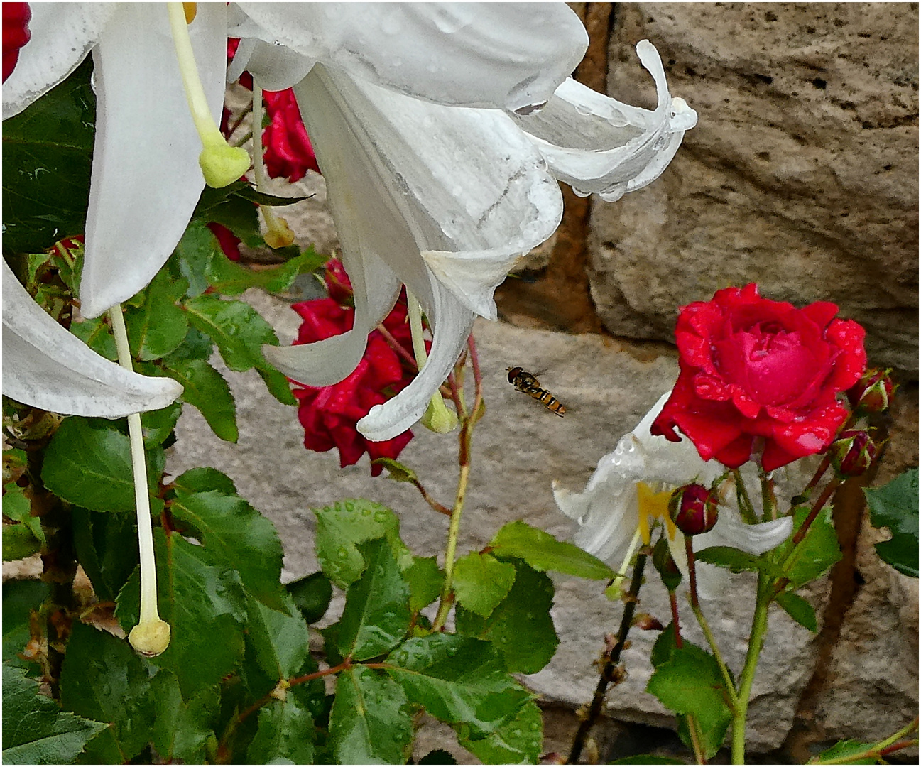 Lilien und Rosen