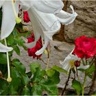 Lilien und Rosen