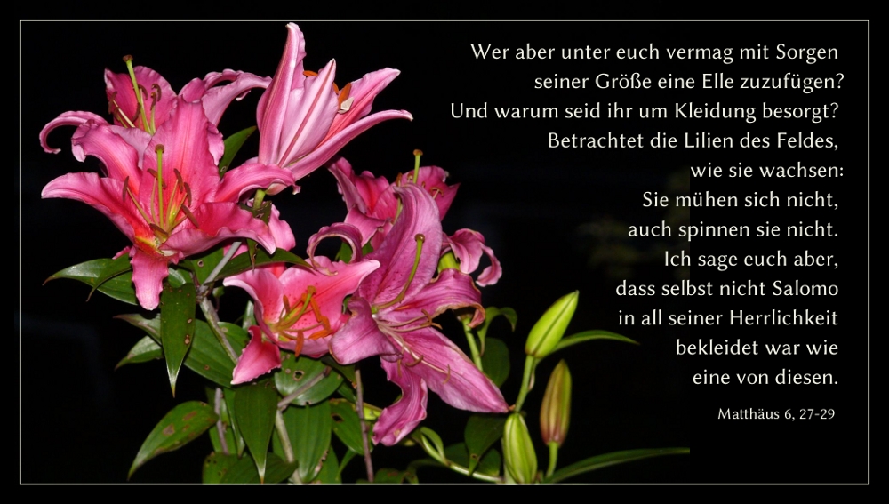 Lilien und Foto & Bild karten und kalender, geburtstagskarten