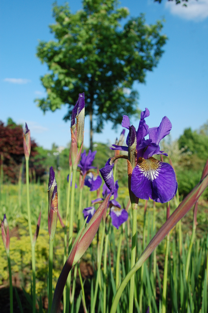 Lilien unter blauem Himmel