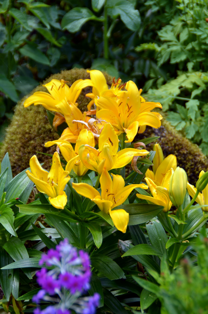 Lilien vor bemoostem Stein