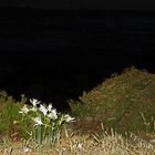 Lilien vor dem nächtlichen Meer   /   Gigli davanti il mare notturno