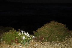 Lilien vor dem nächtlichen Meer   /   Gigli davanti il mare notturno