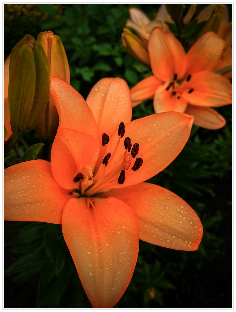 Lilien - Wunder der Natur