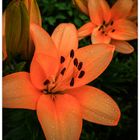 Lilien - Wunder der Natur