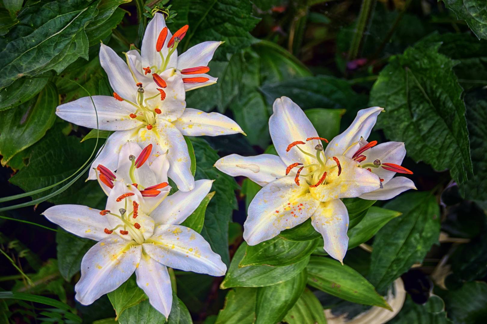 Lilien zu Ostern für Euch 