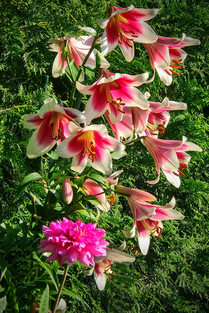 Lilien zum Mittwoch