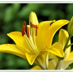 Lilien zum Wochenende...