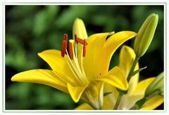 Lilien zum Wochenende...