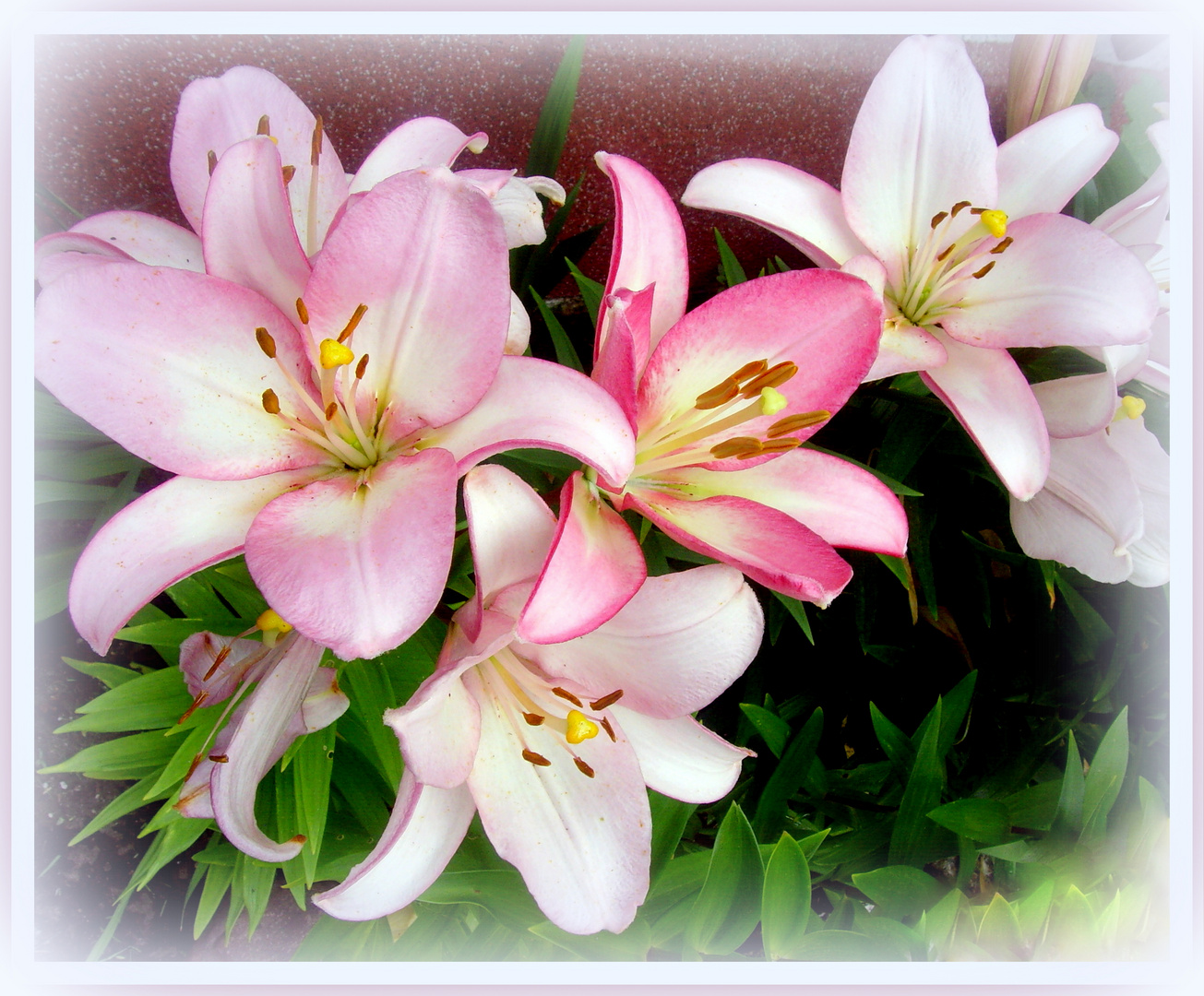 Lilien zum Wochenende