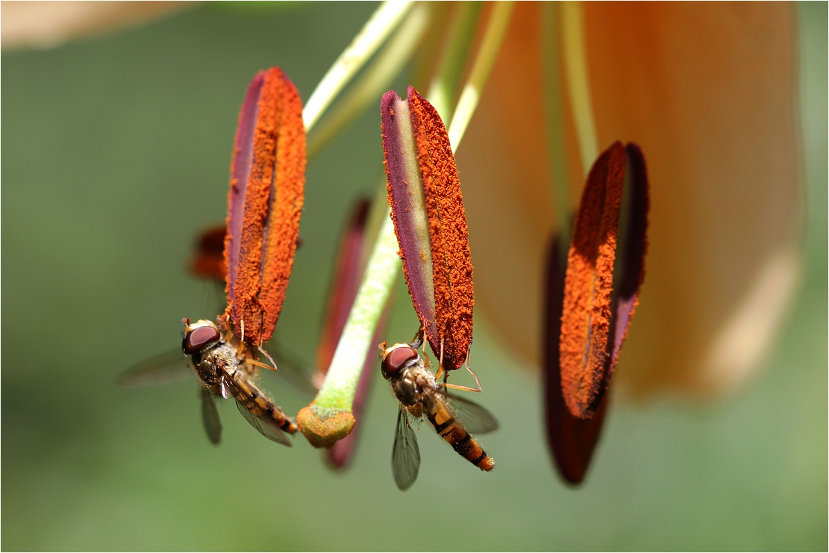 Lilienbesuch