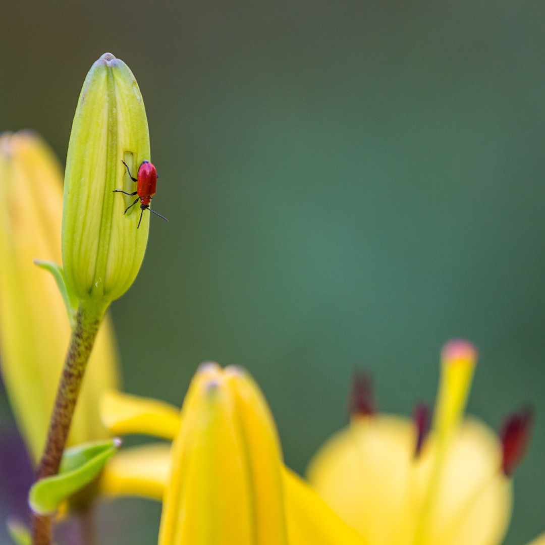 Lilienbesucher