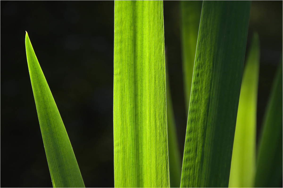 Lilienblätter im Gegenlicht