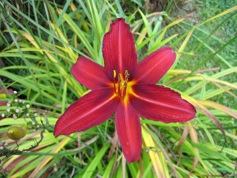 Lilienblüte