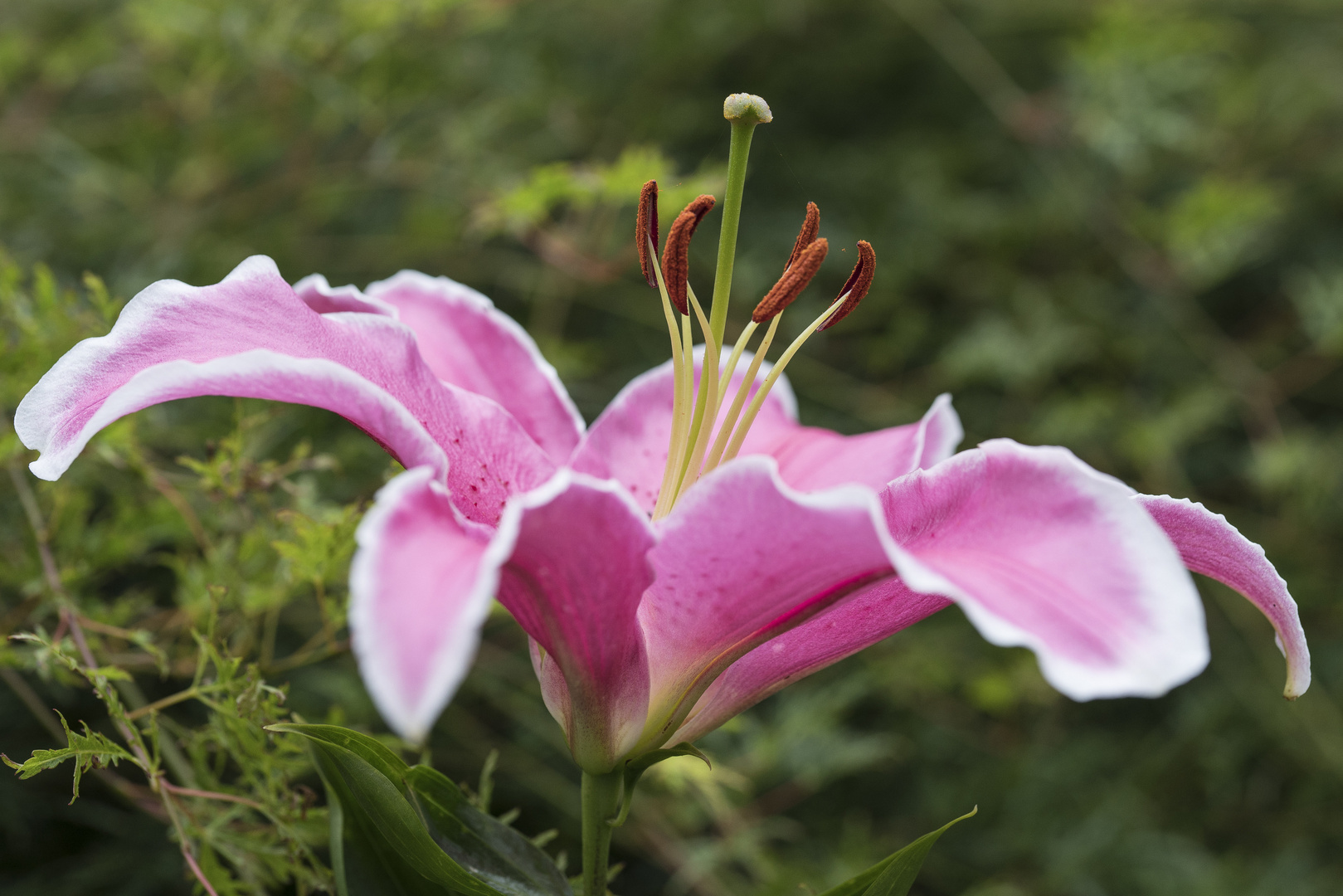 Lilienblüte