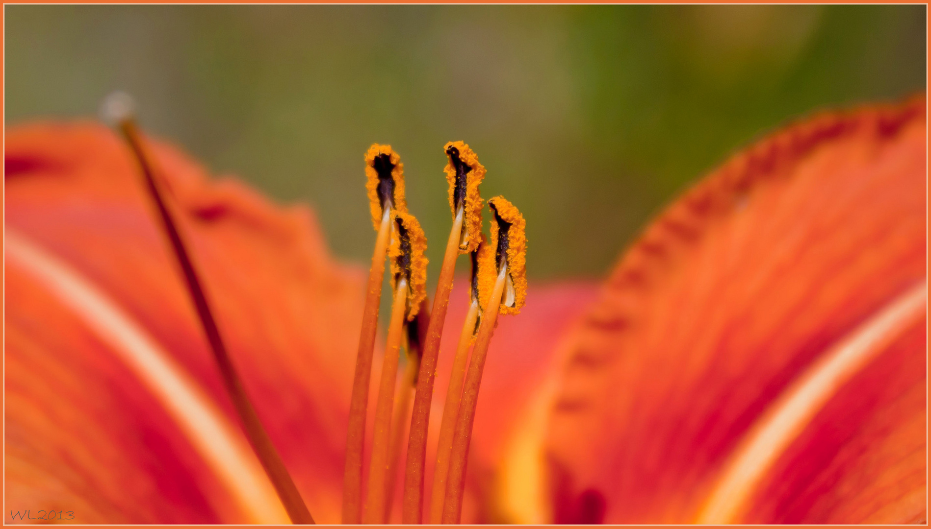 LILIENBLÜTE 2013