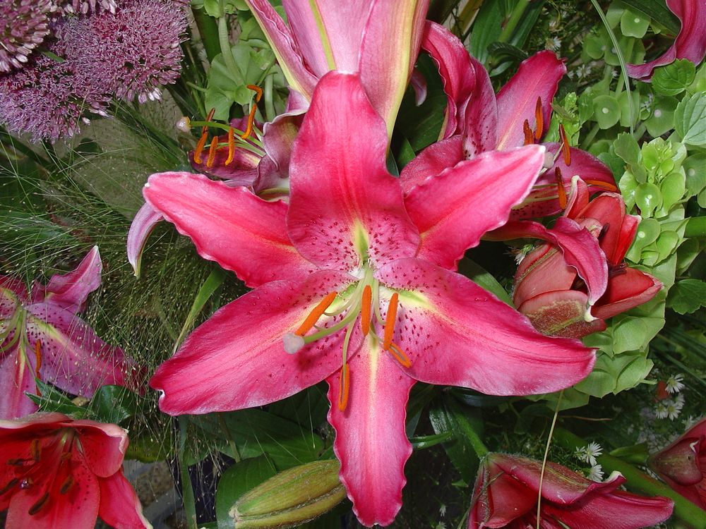 Lilienblüte