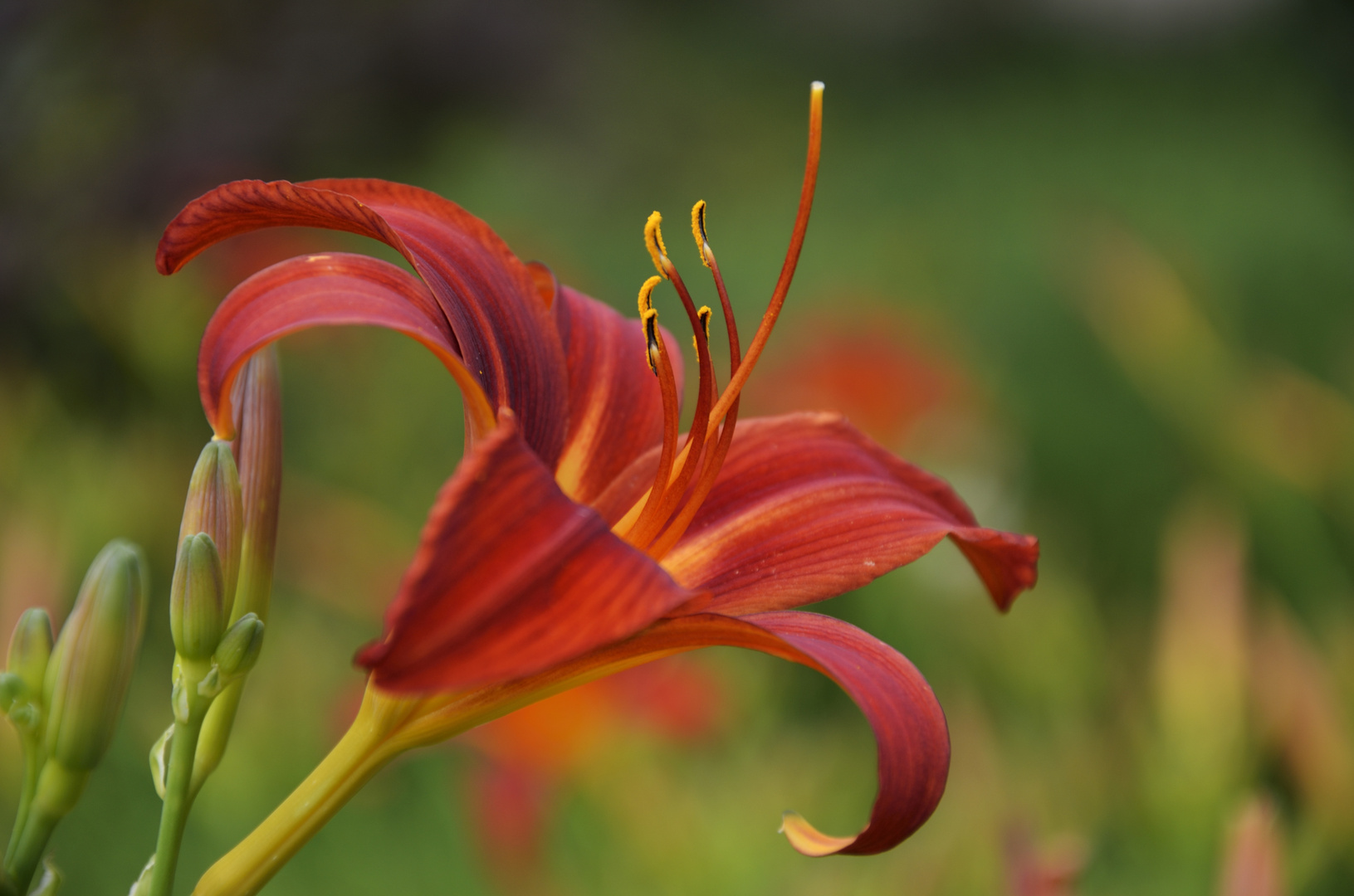 Lilienblüte