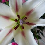 Lilienblüte