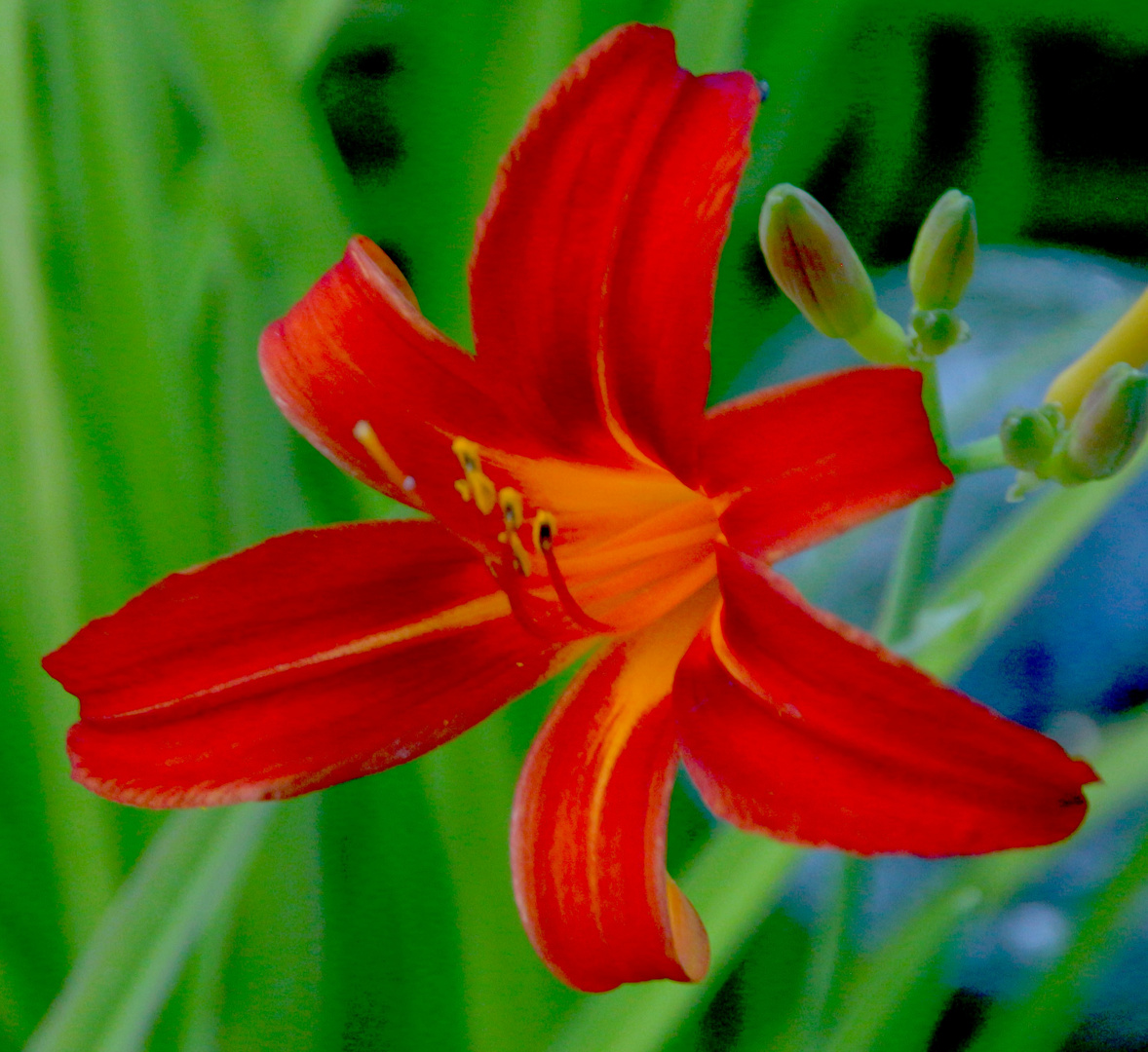 Lilienblüte