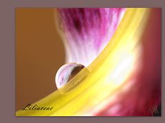 - Lilienblüte -