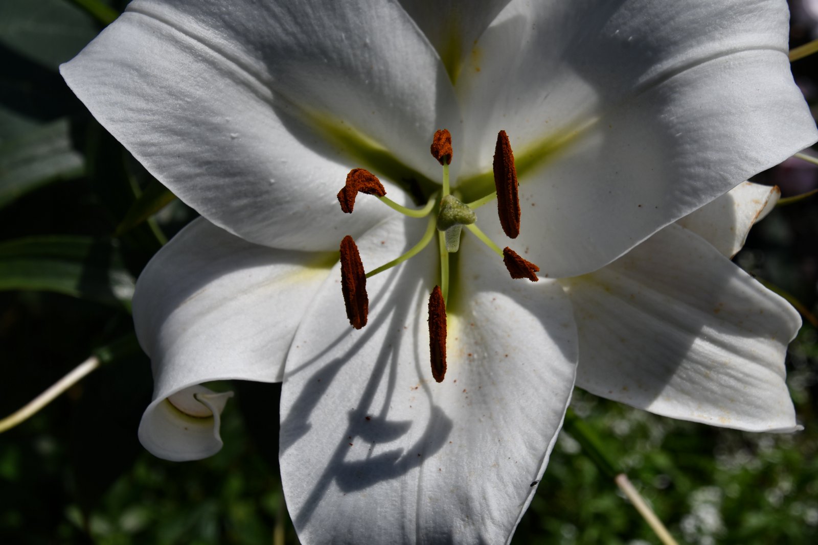 Lilienblüte