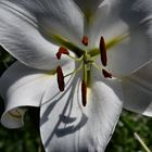 Lilienblüte