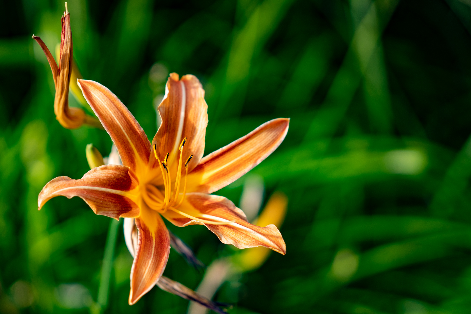 Lilienblüte 