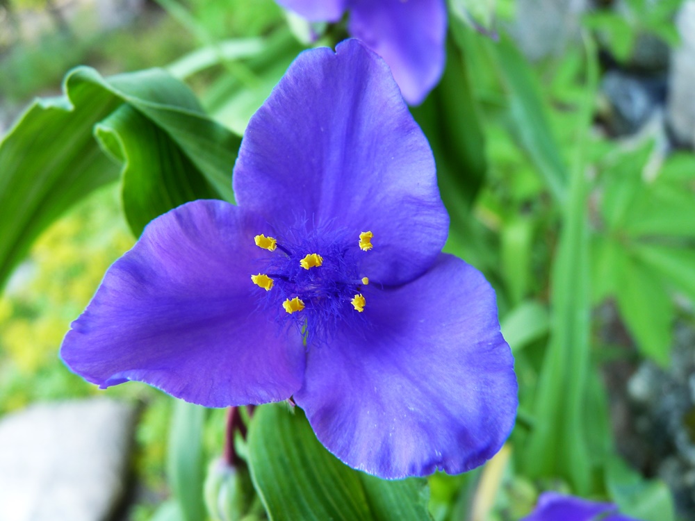 Lilienblüte am Fluss